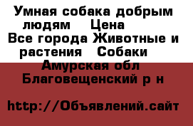 Умная собака добрым людям. › Цена ­ 100 - Все города Животные и растения » Собаки   . Амурская обл.,Благовещенский р-н